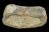 Hadrosaur Toe Bone - Alberta (Disposition #-) #97317-3